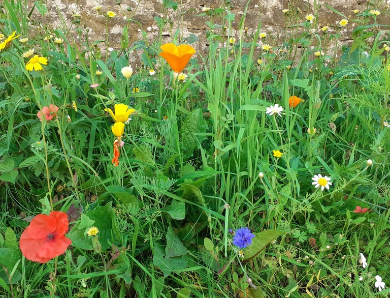 Cornflower