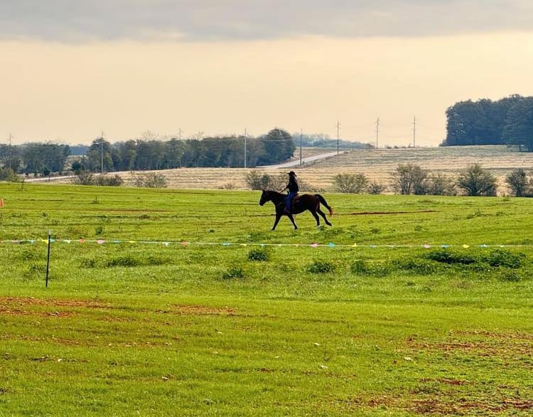 a horse and rider in a field
