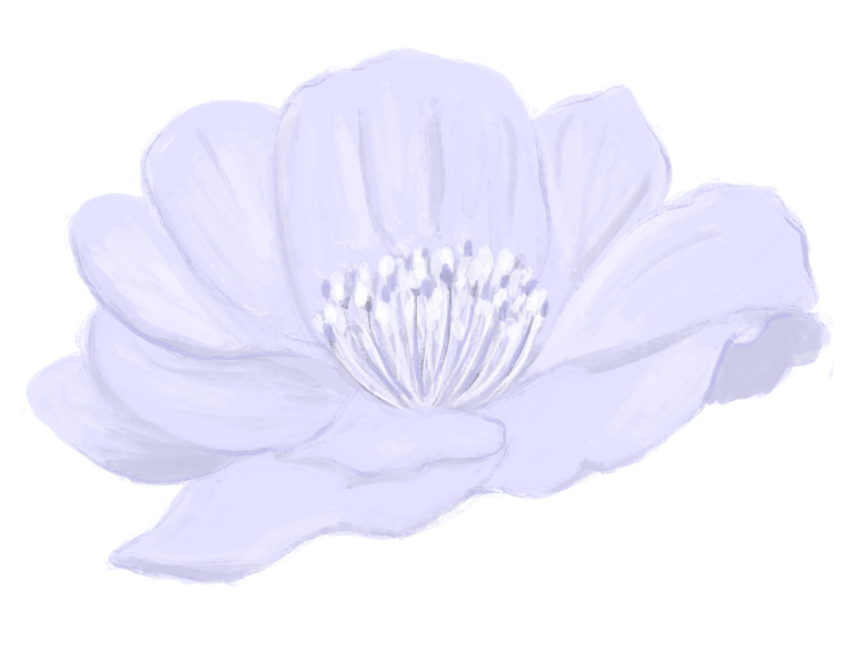 A sketched camellia flower in light purple