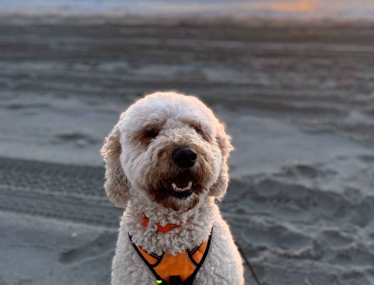 Thai, cute golden doodle