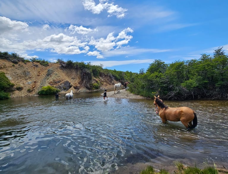 A group of horses and people in a river with trees and a hill in the background.