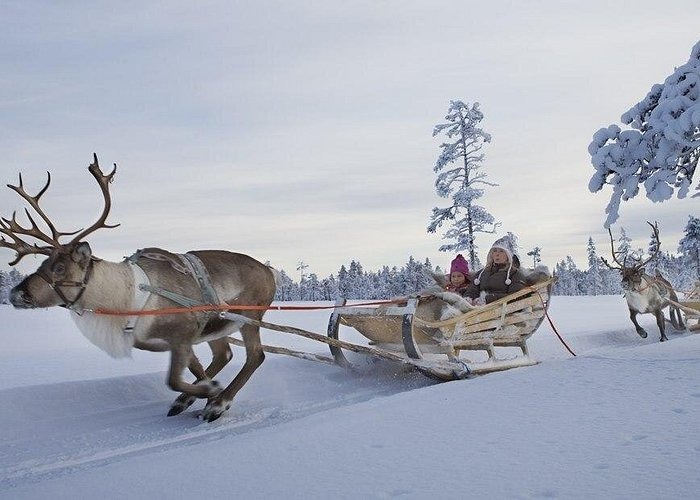 A reindeer pulling a wooden sleigh with two children through a snowy landscape in Lapland, Finland.