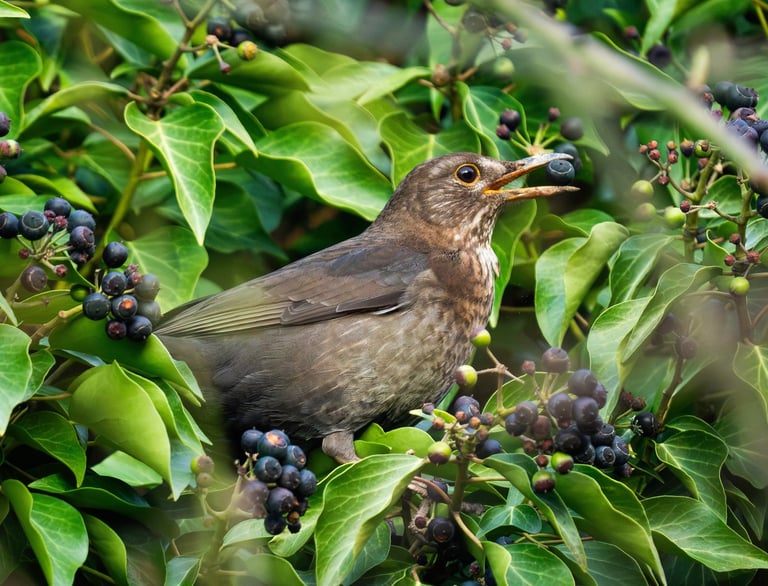 Eine Amsel mit einer Beere im Schnabel sitzt in Efeu Foto: Philipp Geisler