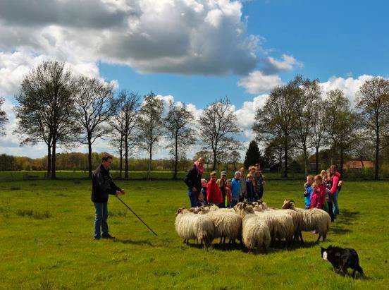 actieve heidag met schapendrijven
