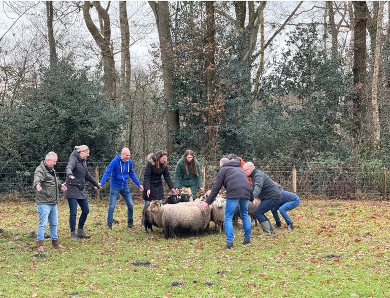 teambuilding schapendrijven