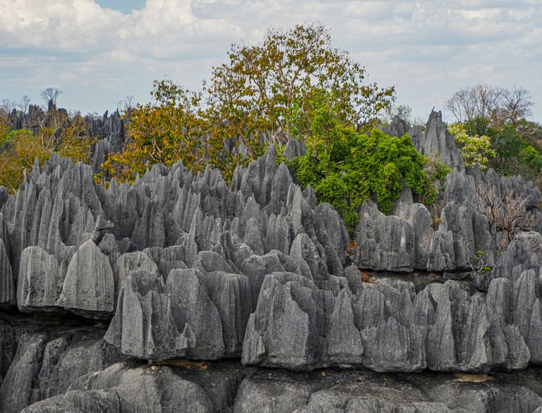 Tsingy de Bemaraha National Park (UNESCO site) - a surreal “stone forest” of limestone pinnacles