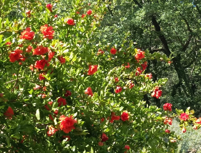 The punica in flower