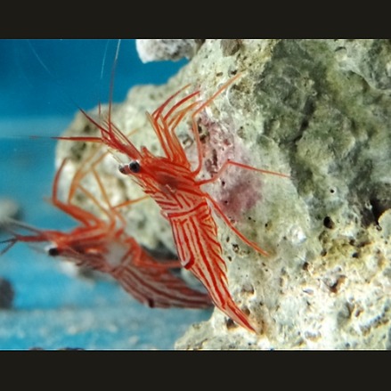 camarão bailarino na rocha