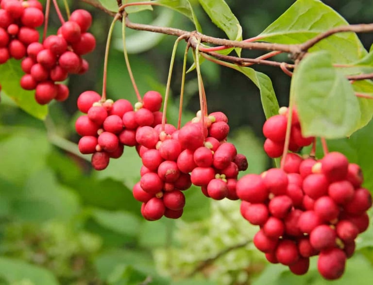schizandra