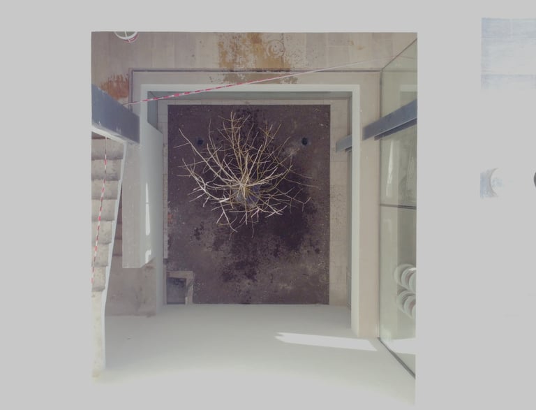 Una puerta con un árbol en el medio de la habitación.