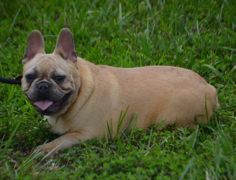 french bulldog breeder in missouri
