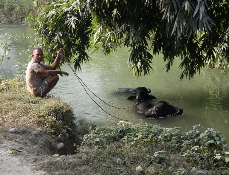 Bathing a buffalo at Thakurdwara