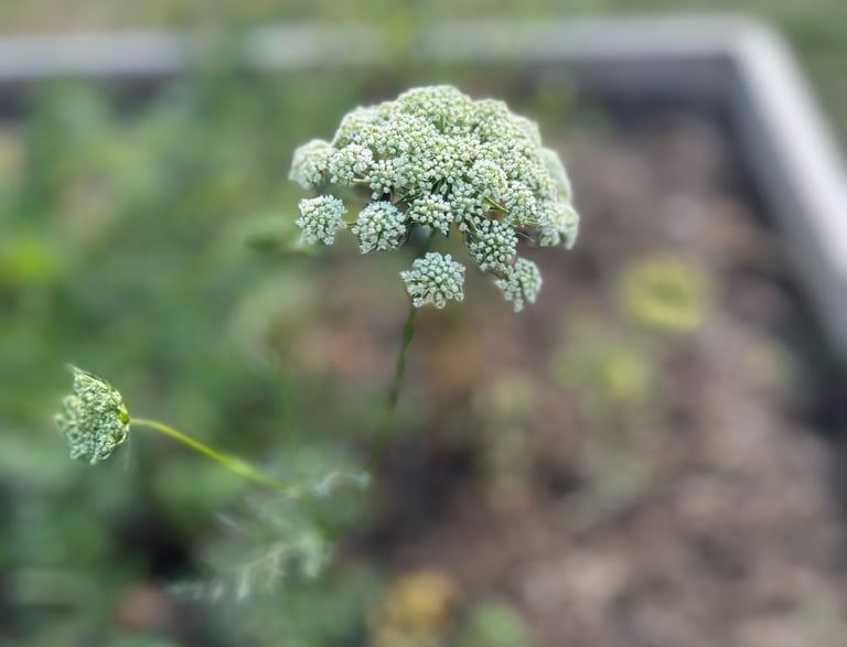 Carrot seed head and pollinator attractor.