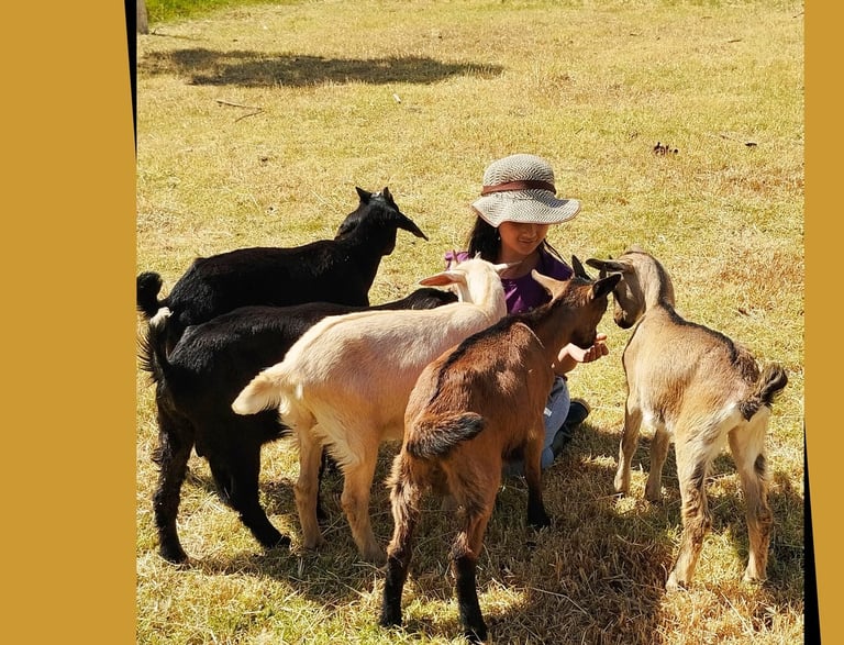 girl enjoying with playful goats