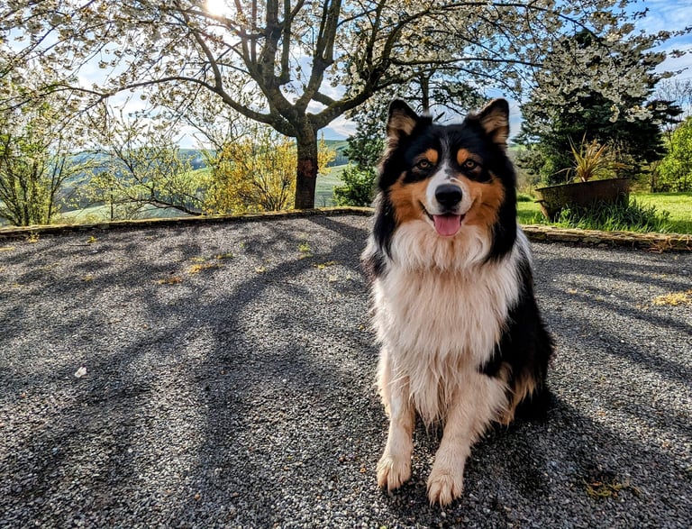 Un chien devant un cerisier en fleurs