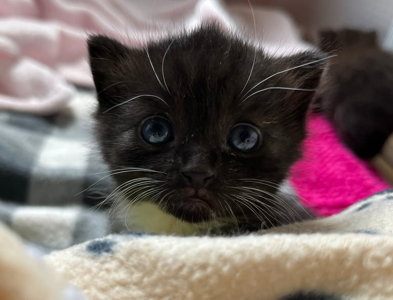 ein süßes Katzenbaby mit blauen Augen, das in die Kamera schaut