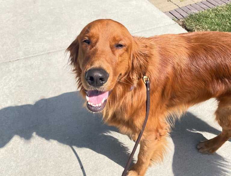 Pet care services in Chicago North