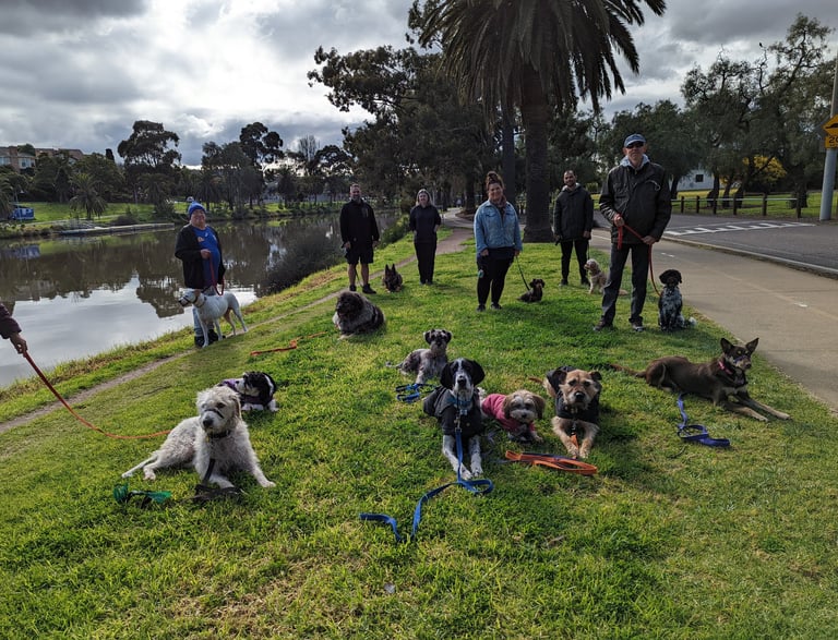 a group of dogs and their owners on a leash learning not to pull on lead