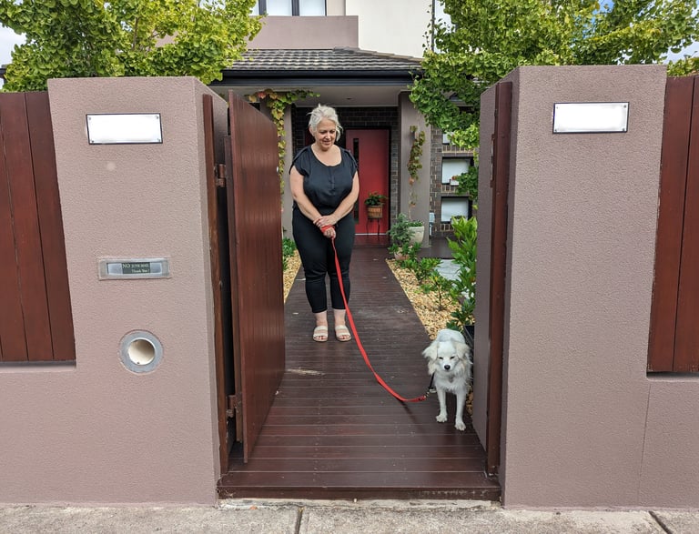 Japanese Spitz dog learning not to go out gate with owner