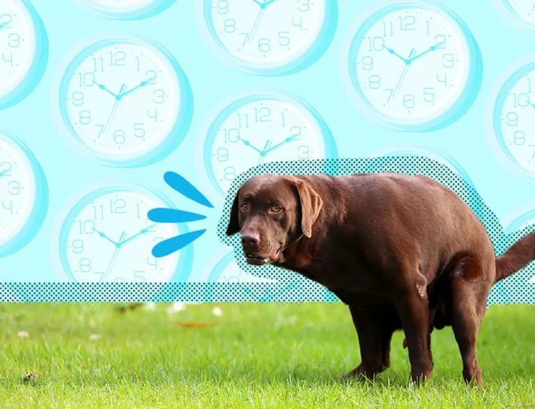 a-large-dog-staring-at-you
