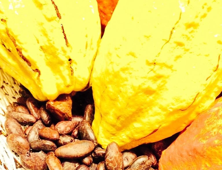 Criollo Cacao Pods