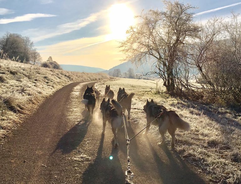 Husky-Erlebnisse, Husky-Ausfahrten, Husky-Trekkingtouren, Husky Abenteuer, Dietfurt, Bayern