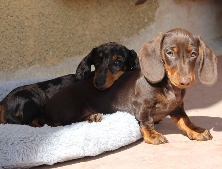 two dachshunrd dogs are sitting on a dog bed