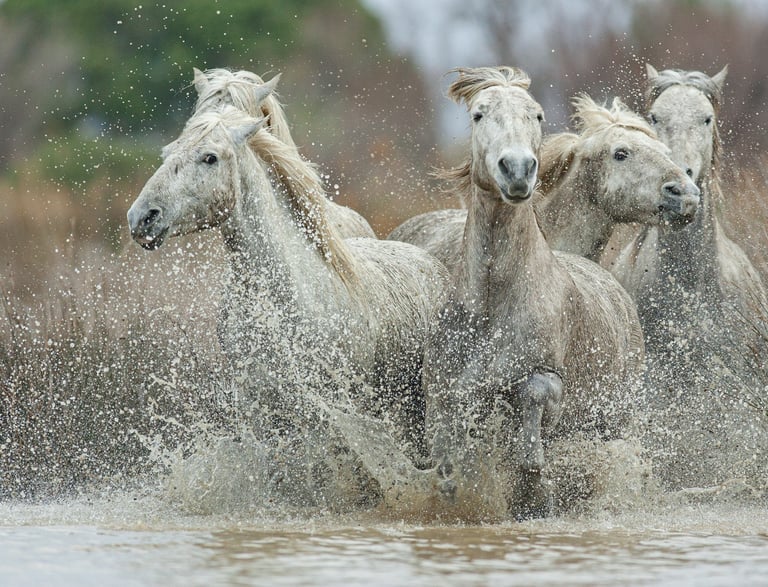 Wild white Camargue horses galloping through water, splashing during a stampede in France.