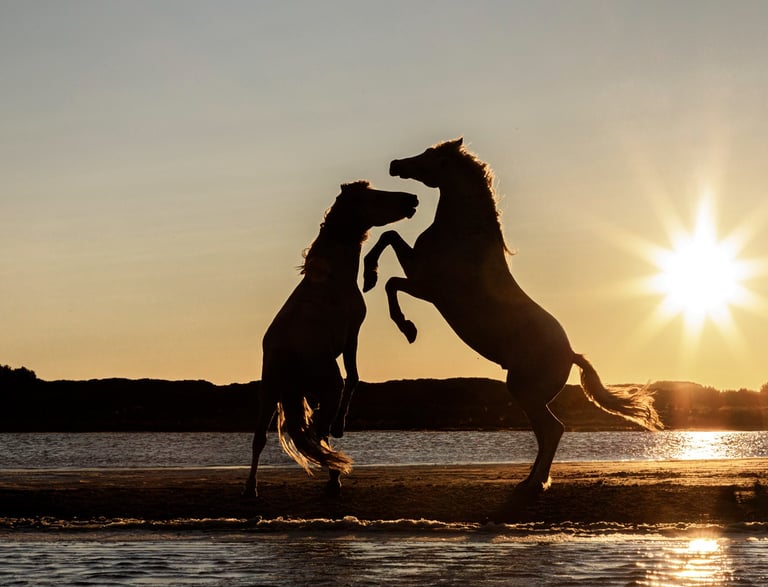 Silhouette of two wild horses rearing up on a beach during a golden sunset.