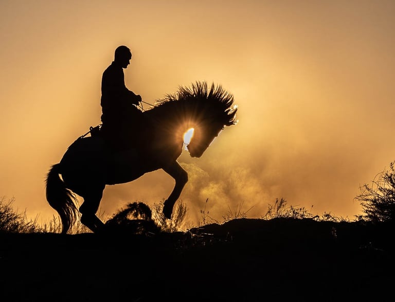 Silhouette of a person riding a rearing horse against a golden sunset sky with dust.