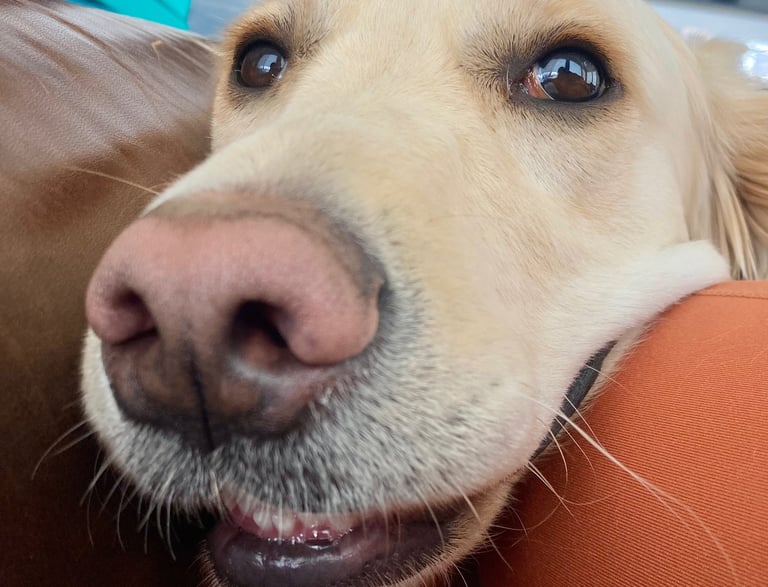 Wheat colored golden retriever smiles with head on lap and sofa.