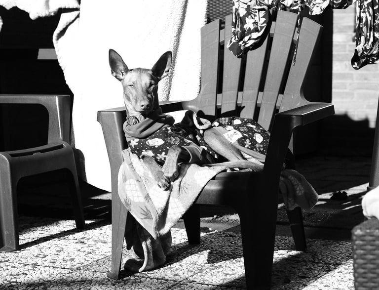 zwart wit hondenportret