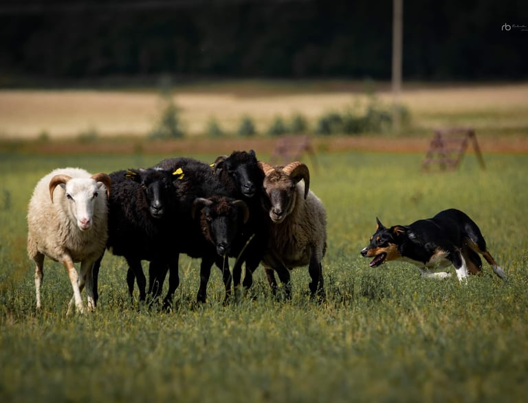 Sheep Herding Training | Herding instructor | Dog training | Herding judge