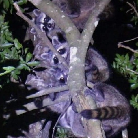 familia de mapache observandote