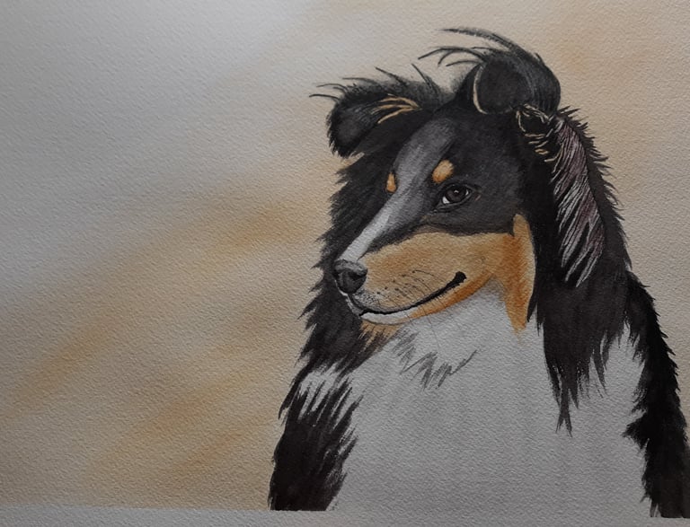 watercolor painting of a tri colored Shetland Sheepdog