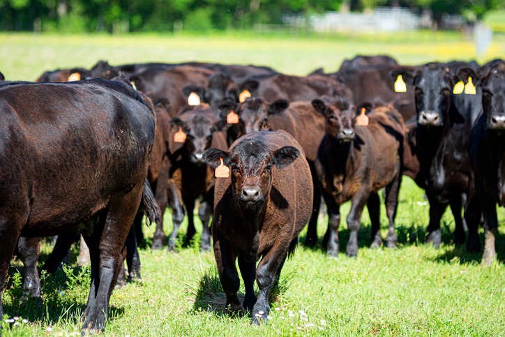Angus grazing on grass in paddock