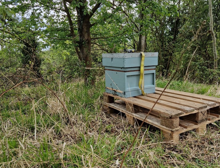 hive in the woods on pallets