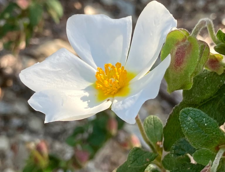 Esencias Florales, Flower Essence