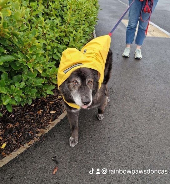 dog walker Doncaster