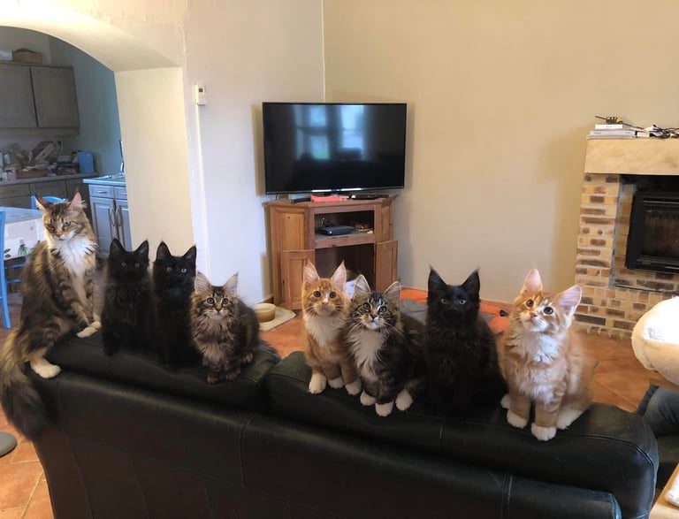 a group of cats kitten maine coon sitting on a couch in a living room