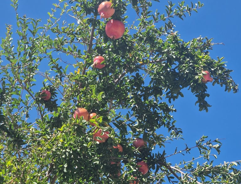 a tree with pomegranites - Granadas