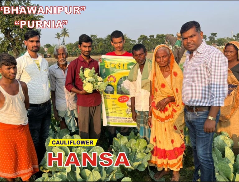Farmers in Purnia Bhawanipur showcase Hansa cauliflower seeds and harvested crops in a rural field.