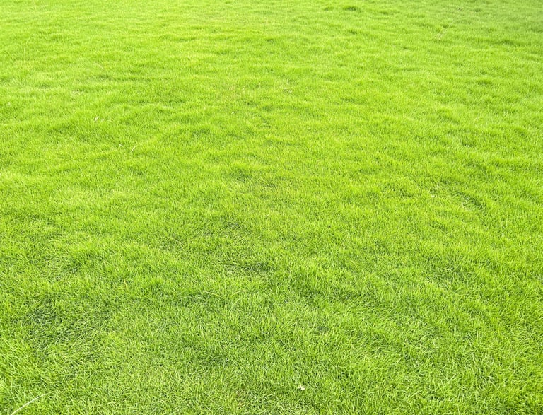 lawn grass suppliers Hyderabad