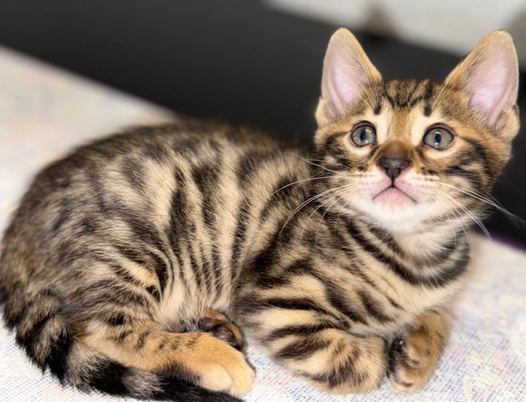 gato bengali charcoal