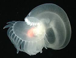 A bioluminescent deep sea hooded nudibranch Melibe leonina swimming in dark ocean water.
