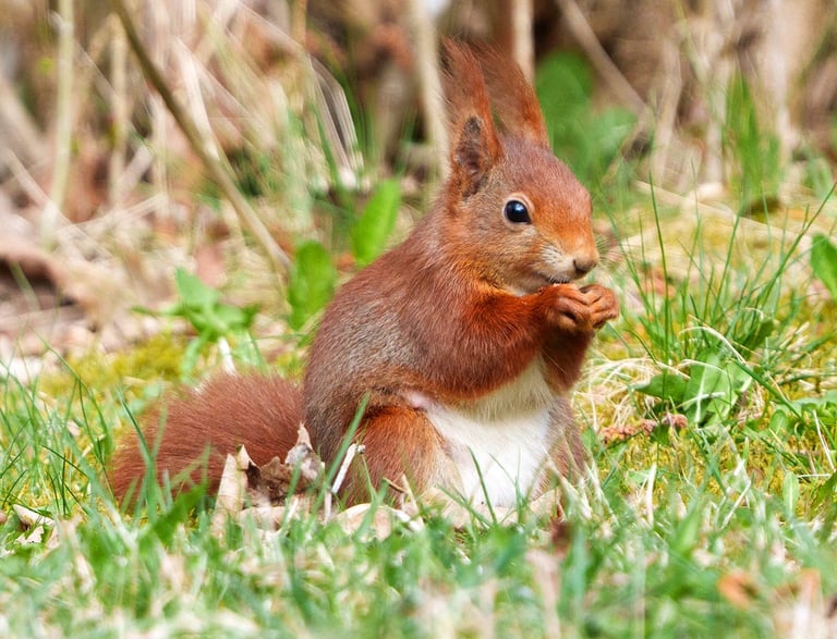 Eichhörnchen sitzt auf einer Wiese und frisst eine Nuss