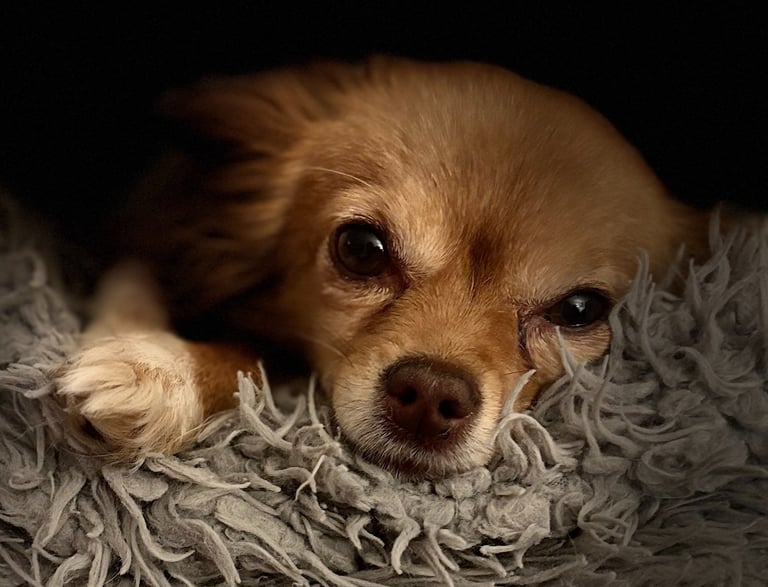 chihuahua couché sur une couverture