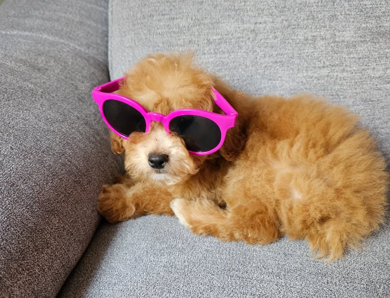 adorable puppy relaxing on the couch with sun glasses