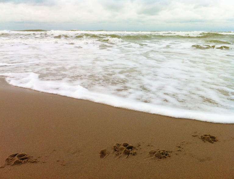 tracks in the sand of a beach and the water of the sea