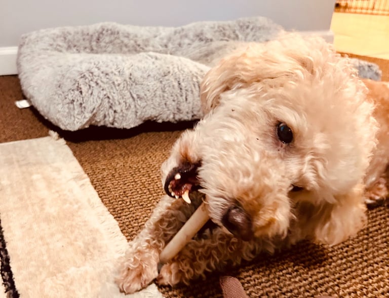 dog playing with sticks